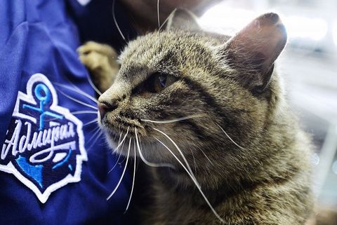 Приморского кота-гурмана взяла под опеку местная хоккейная команда