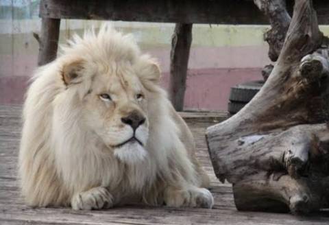 Ростовский зоопарк получил в подарок белого льва