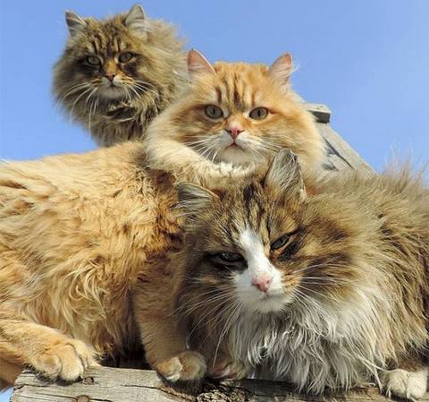 Сибирские коты из Барнаула