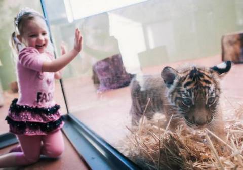 Трехмесячные суматранские тигрята из зоопарка Point Defiance Zoo & Aquarium