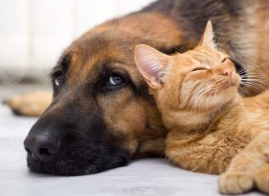 Ученые установили схожесть древних собак и кошек