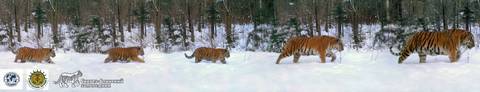 Уникальное семейство тигров попало в объектив фотоловушки в Приморье