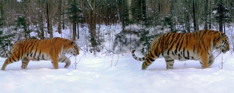 семья тигров в Приморье