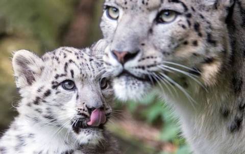 В Кельнском зоопарке подрастает детеныш снежного леопарда