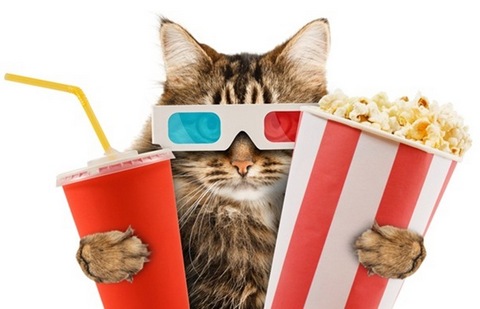 В Лондоне собираются открыть первый кото-кинотеатр