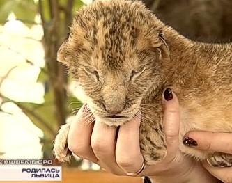В мини-зоопарке Севастополя родился львенок