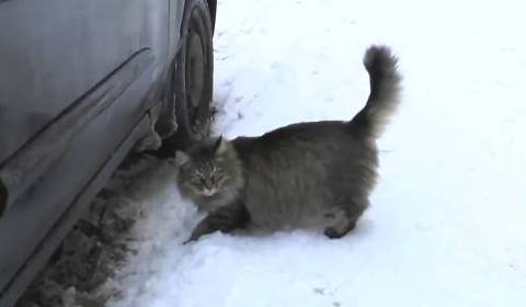 В Обнинске кошка спасла младенца-подкидыша
