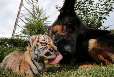 В словацком зоопарке тигренок растет под присмотром собак