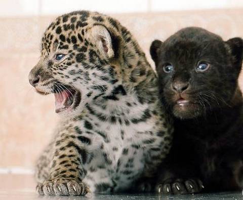 В зоопарке Санкт-Петербурга на свет появились двое детенышей ягуара