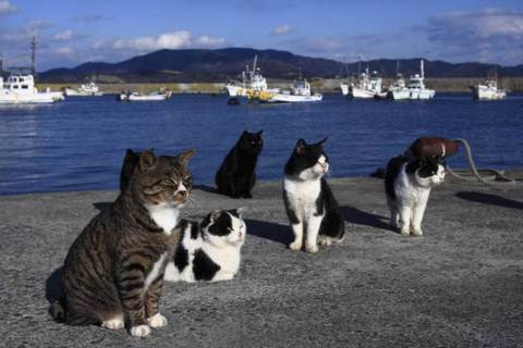 рай для кошек в Японии
