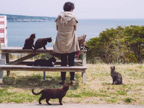 кошки на острове в Японии