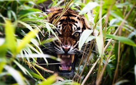 Застрявший в изгороди тигр освобожден сотрудниками парка