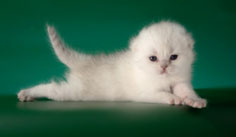 Питомник британских короткошерстных кошек BRIT ELIT
