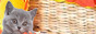 Британские короткошерстные котята из питомника BRITISH SYMPHONY