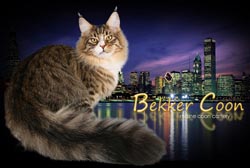 BekkerCoon - питомник кошек породы мейн-кун