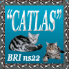 Питомник кошек Catlas - котята окраса черно-серебристый мраморный