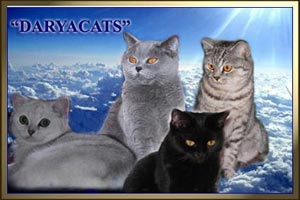 Daryacats - питомник британских кошек