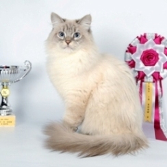 Кошки, коты, котята сибирской породы питомника FORMULA USPEKHA*RUS