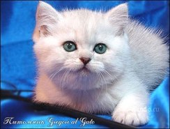 GREGORI al GATO - питомник кошек породы британская короткошерстная и длинношерстная
