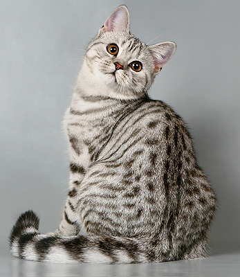 Golden Crystal - питомник кошек породы британская короткошерстная