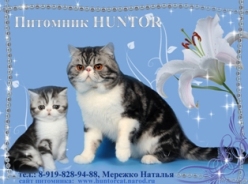 HUNTOR - питомник кошек породы экзотическая короткошерстная и персидская