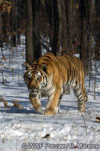 интересное об амурском тигре