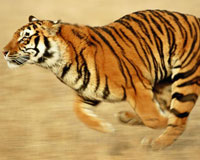 Ответы на вопросы об амурском тигре