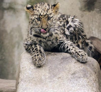  Детеныш дальневосточного леопарда (фото)