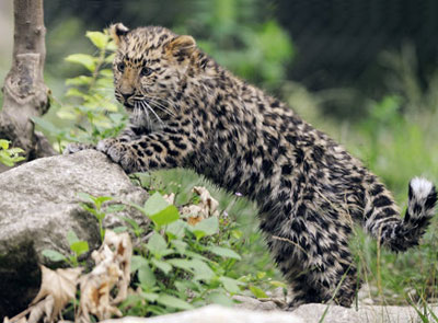 Детеныш дальневосточного леопарда