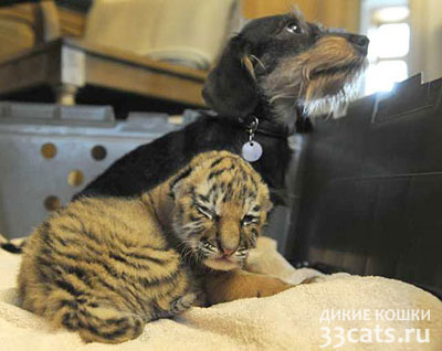 В немецком зоопарке собака усыновила тигренка