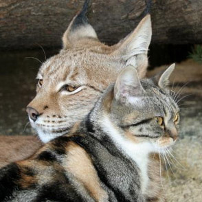Кошки – подружки: кошка Дуся и Рысь Линда (видео)