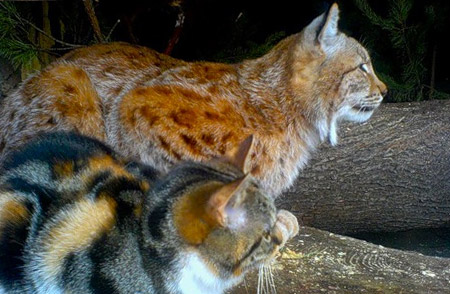 кошка Дуся и рысь Линда в питерском зоопарке