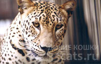 Программа восстановления переднеазиатского леопарда в России