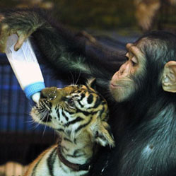  В Таиланде обезьяна усыновила тигренка (фото)