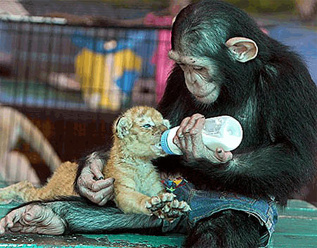 Шимпанзе усыновила тигренка