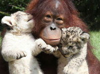 Орангутанг стал приемным отцом двум львятам