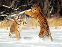 Как сохранить тигра в России?
