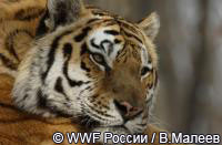 Мониторинг амурского тигра 2010