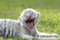 Детеныш белого тигра