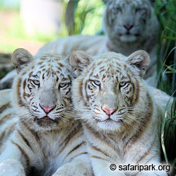 Подросшие тигро-щенки уже переросли свою приемную маму