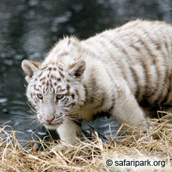 Белый тигренок подрос