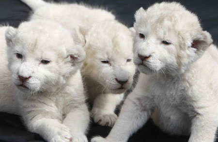 6 белых львят в сафари-парке в Германии - видео
