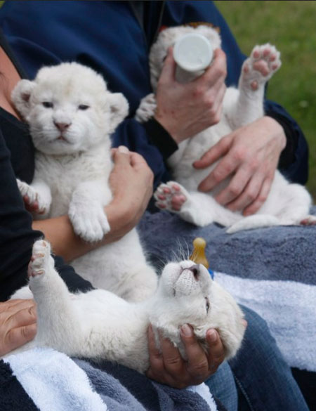 Детеныши белого льва, сафари – парк Stukenbrock, Германия